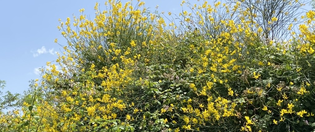 36A60F7F-6F28-4706-BB20-C6E1D3707158_1_105_c